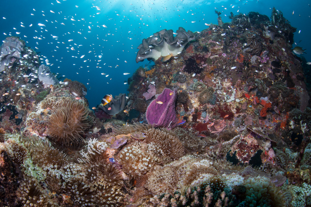 Coral Landscape in Alor Underwater Coralia Liveaboard Indonesia