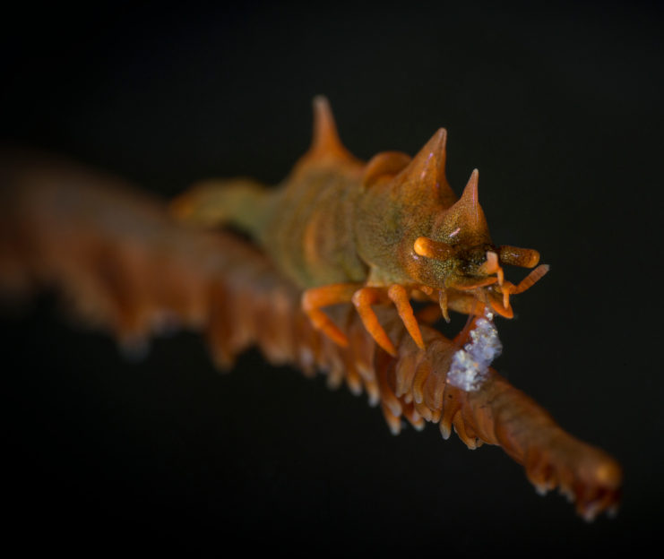 Dragon Shrimp spotted at Forgotten Islands while scuba diving Coralia Liveaboard Indonesia