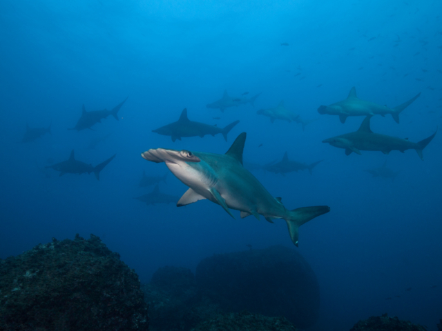 Several Hammerhead sharks at Banda and Forgotten Islands while scuba daving with Coralia Liveaboard Indonesia