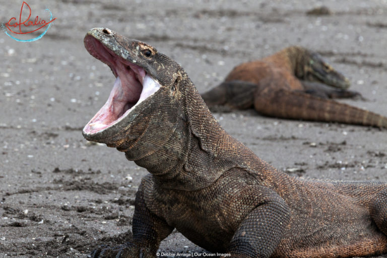 komodo-dragon-nusantara