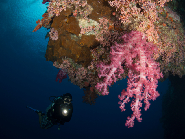 Pink Soft Corals and a scuba diver at Banda and Forgotten Islands in Indonesia