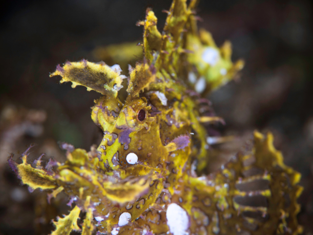 Weedy Scorpionfish in Alor Coralia Liveaboard Indonesia