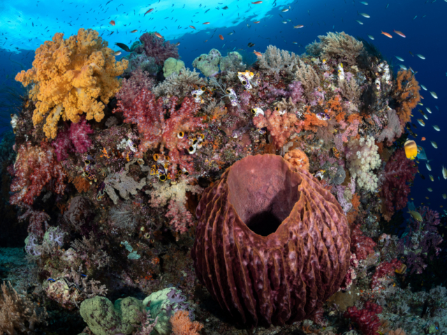 Colorful Coral Reef in Halmahera while scubadiving with Coralia Liveaboard in Indonesia