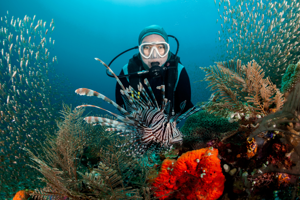 a scuba diver watching a lion fish in between corals and glassfish underwater at Halmahera in Indonesia