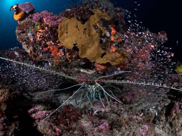 Lobster Halmahera Coralia Liveaboard Indonesia