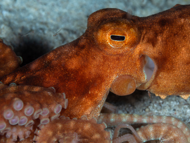 Octopus Cenderawasih Bay Coralia Liveaboard Indonesia