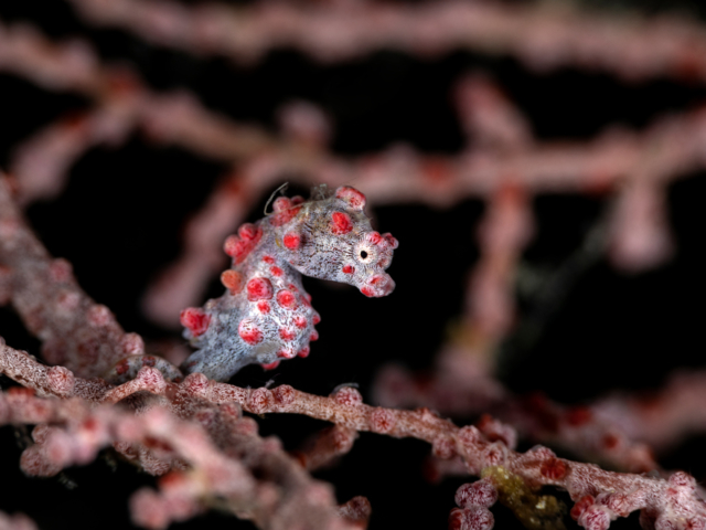 Pygmy Seahorse Halmahera Coralia Liveaboard Indonesia