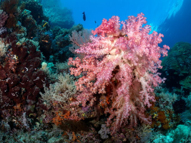 Soft Coral Halmahera Coralia Liveaboard Indonesia