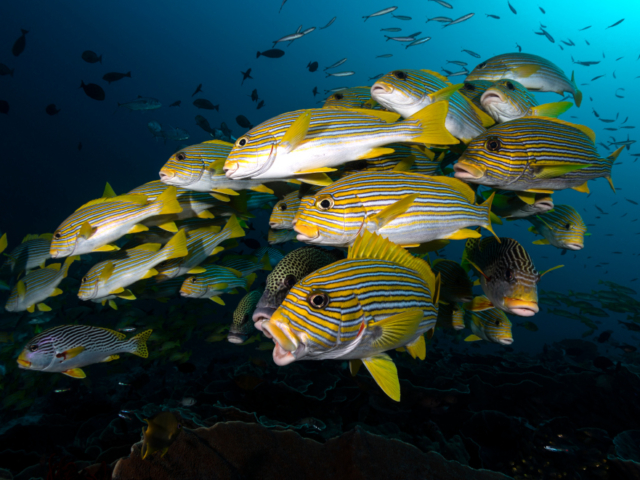 Sweetlips Halmahera Coralia Liveaboard Indonesia