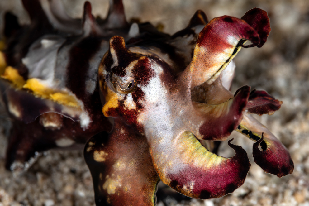 Flamboyant Cuttlefish spotted while diving with Coralia Liveaboard in Indonesia