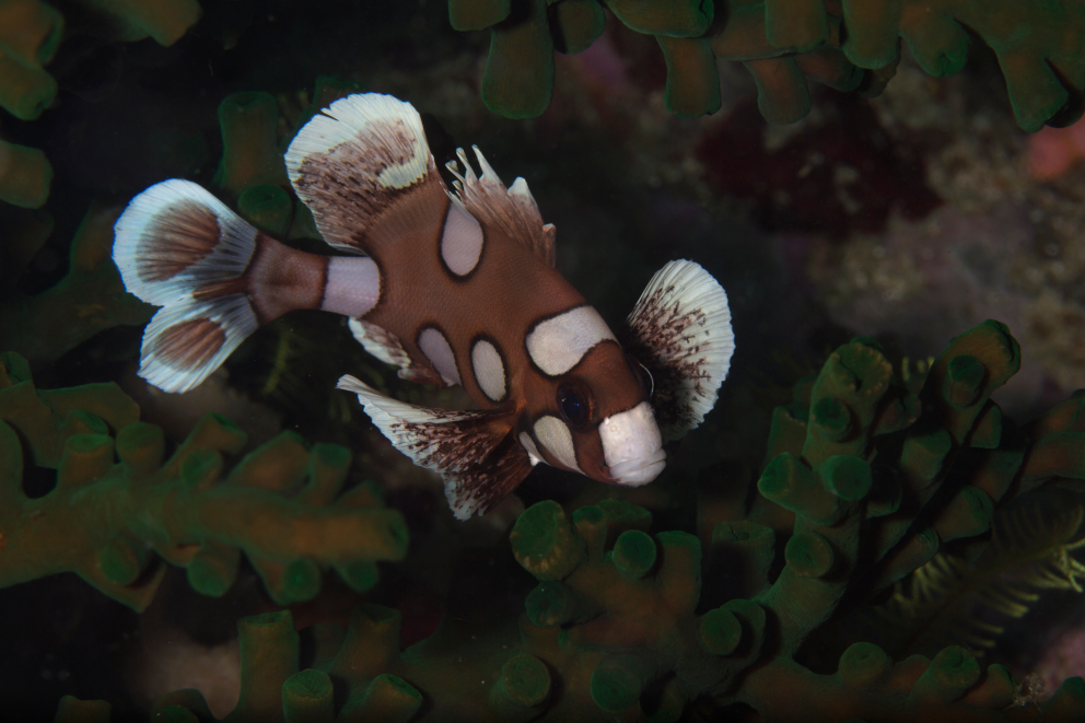 Juvenile stage of the harlequin sweetlips with Coralia Liveaboard in Raja Ampat in Indonesia